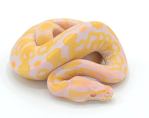 Albino Ball Python - Reptile Pets Direct