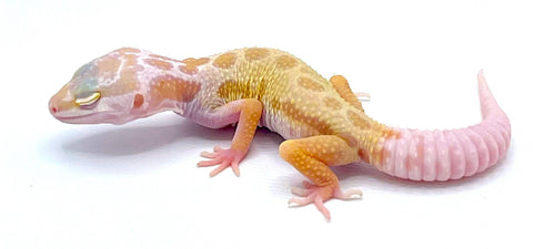 Albino leucistic Leopard gecko - Reptile Pets Direct