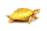 Albino Red Ear Slider - Reptile Pets Direct