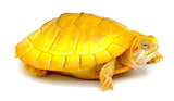 Albino Red Ear Slider - Reptile Pets Direct