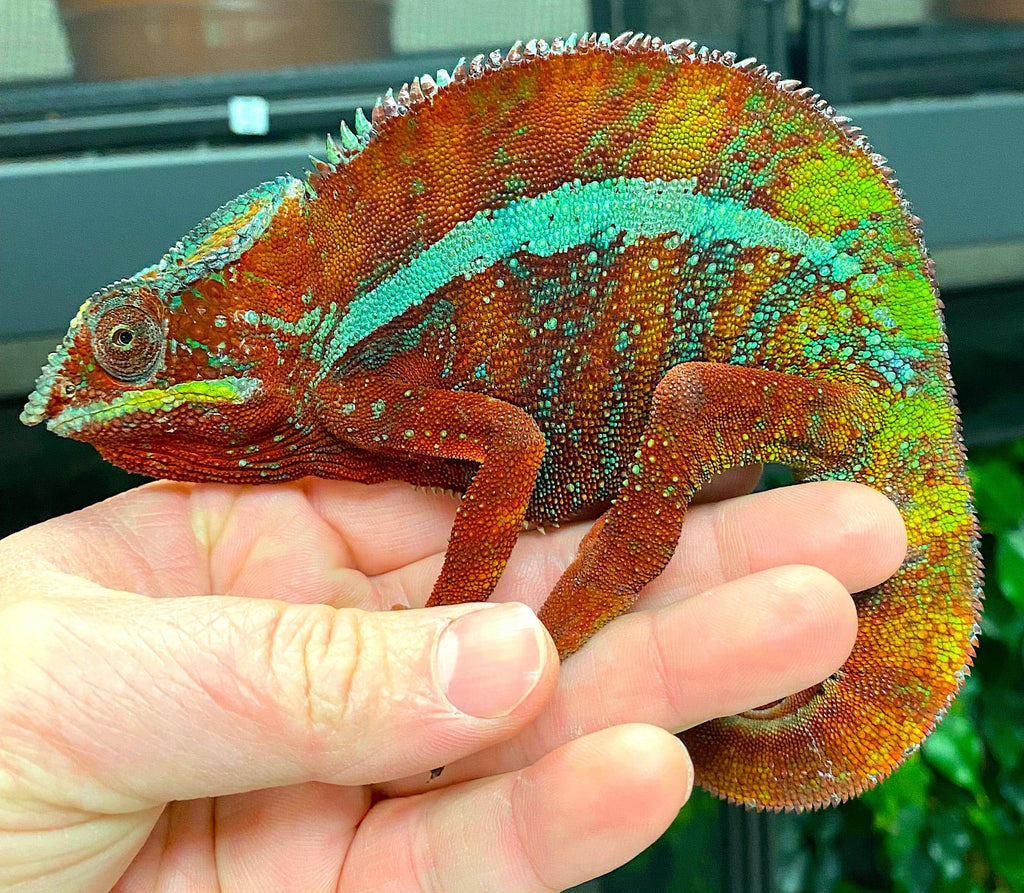 Pet Panther Chameleon pet-panther-chameleon