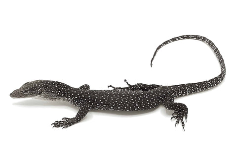 Axanthic Mangrove Monitor - Reptile Pets Direct