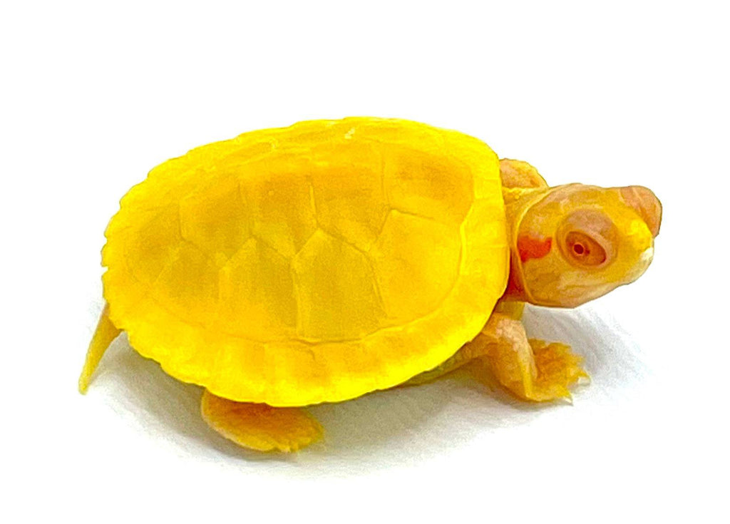 Albino Red Ear Slider – Reptile Pets Direct