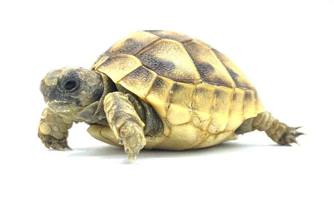 Greek Tortoise CBB Baby - Reptile Pets Direct