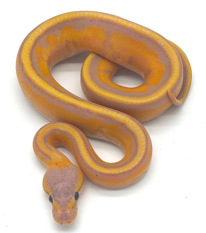 Banana Genetic Stripe Ball Python - Reptile Pets Direct