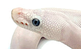 Blue Eye Leucistic Ball Python - Reptile Pets Direct