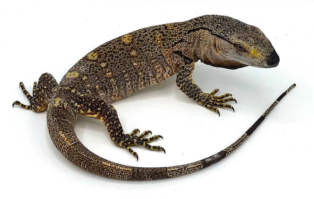 Black Throat Monitors CB – Reptile Pets Direct