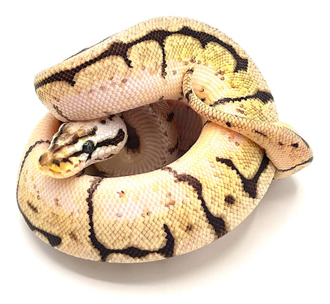 Bumble Bee Python - Reptile Pets Direct
