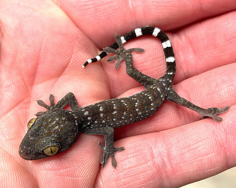CBB Tokay Gecko - Reptile Pets Direct