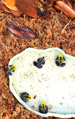 Cobalt Dyeing Poison Dart Frog (Dendrobates tinctorius) - Reptile Pets Direct