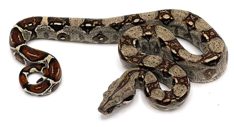 CB Colombian Red Tail Boa - Reptile Pets Direct