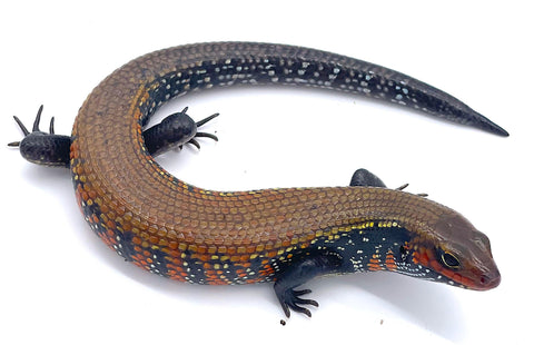 African Fire Skink - Reptile Pets Direct