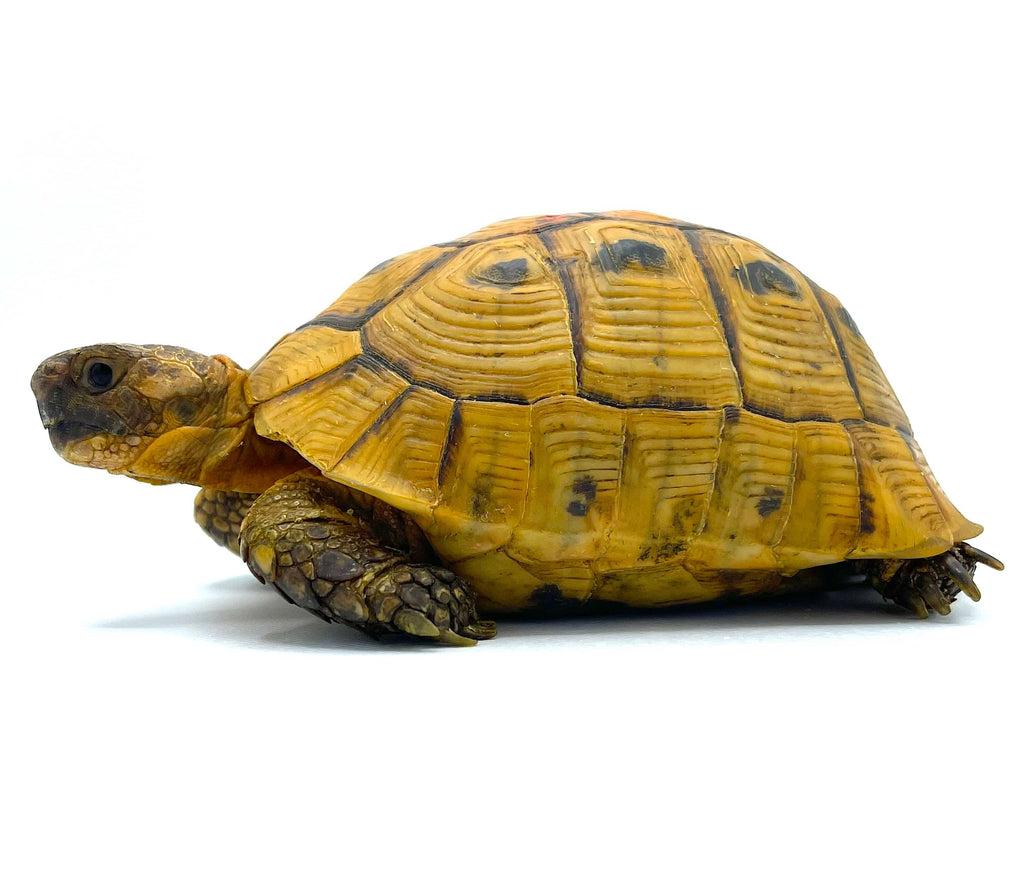 Full Grown Golden Greek Tortoise Golden Greek Tortoise For Sale