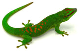Giant Day Geckos (Phelsuma grandis) - Reptile Pets Direct