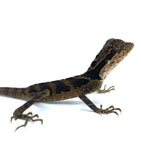 Greater Angle Head Lizard (G. grandis) - Reptile Pets Direct