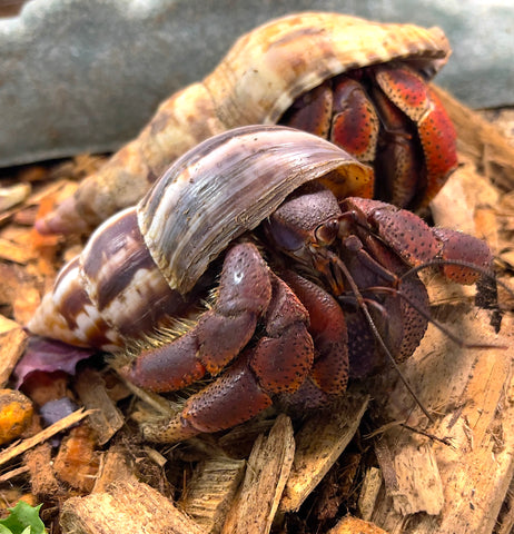 Barbados Hermit Crabs XXL - Reptile Pets Direct