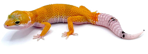 Hypo High Yellow Tangerine Leopard Gecko - Reptile Pets Direct