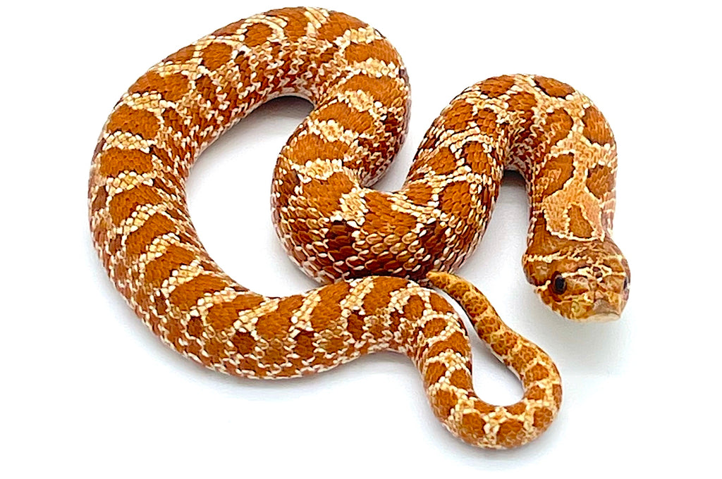 Hypo Western Hognose Snake Reptile Pets Direct