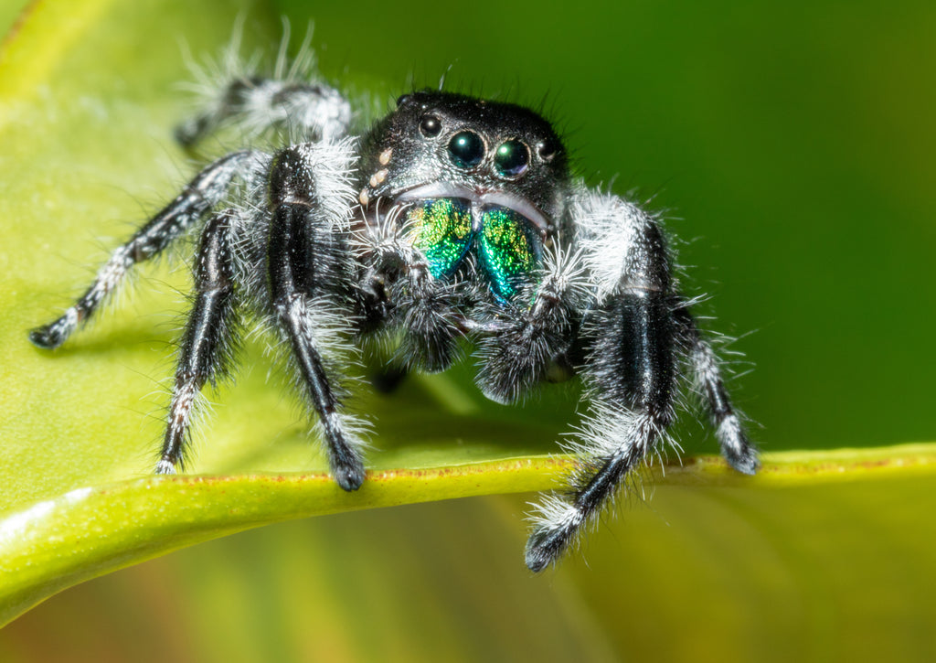 Regal Jumping Spider – Reptile Pets Direct