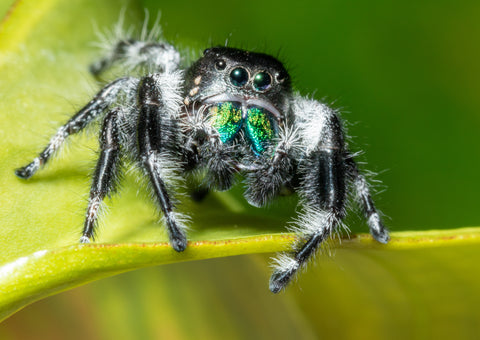 Regal Jumping Spider - Reptile Pets Direct