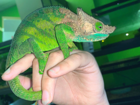 O’Shaughnessy Chameleon - Reptile Pets Direct