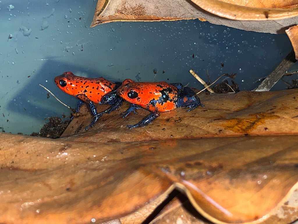 Strawberry dart frogs – Reptile Pets Direct