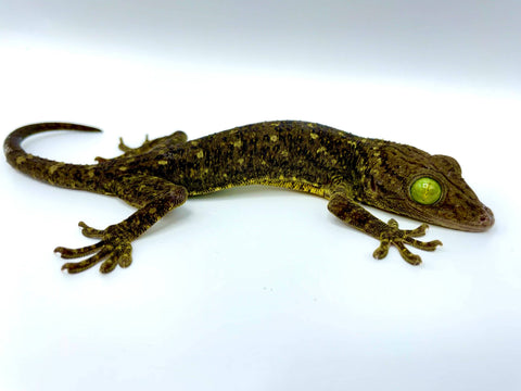 Malaysian Green Eyed Gecko - Reptile Pets Direct
