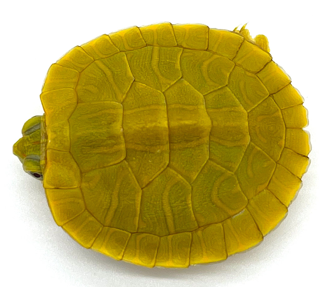 Limeturtkle