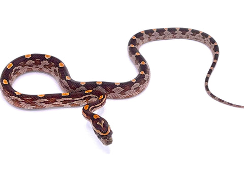 Motley Corn Snake - Reptile Pets Direct