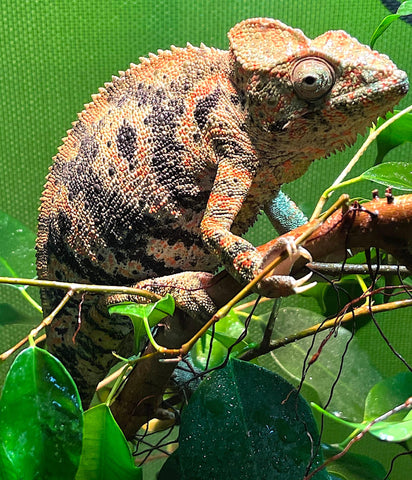 Oustalets Chameleon (Furcifer oustaleti) - Reptile Pets Direct