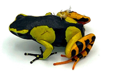 Painted Mantella (Mantella baroni) - Reptile Pets Direct