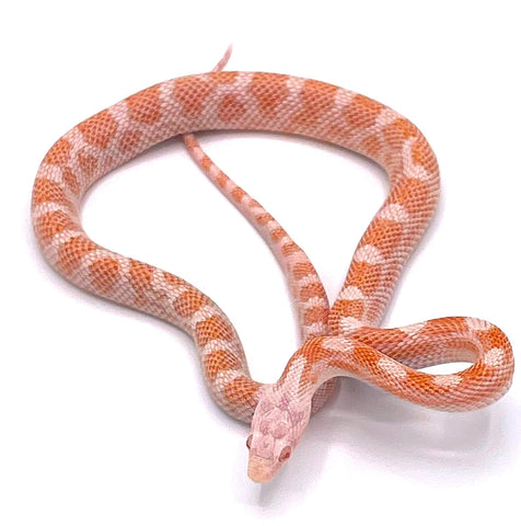 Peppermint Corn Snake - Reptile Pets Direct