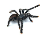 Pink Toe Tarantula - Reptile Pets Direct