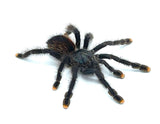 Pink Toe Tarantula - Reptile Pets Direct