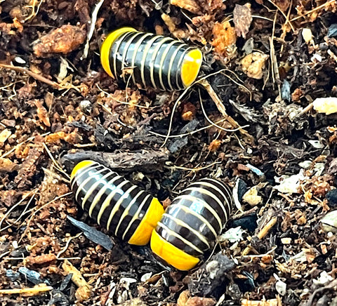 Rubber Ducky Pill Millipede - Reptile Pets Direct