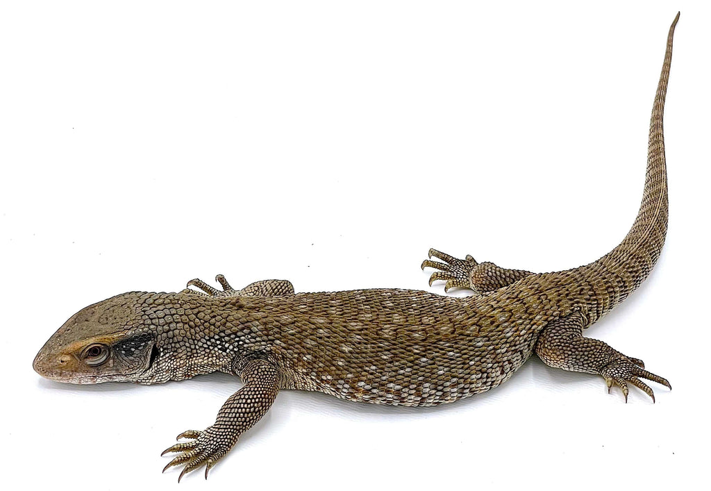 Savannah Monitors – Reptile Pets Direct