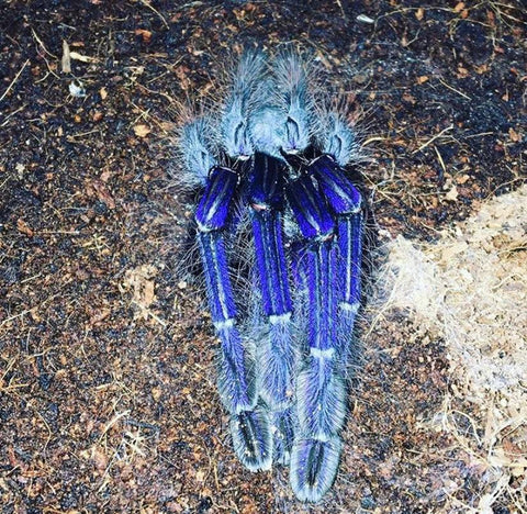 Singapore Blue Tarantula - Reptile Pets Direct