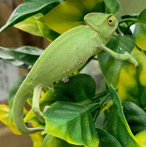 Baby Veiled Chameleon - Reptile Pets Direct