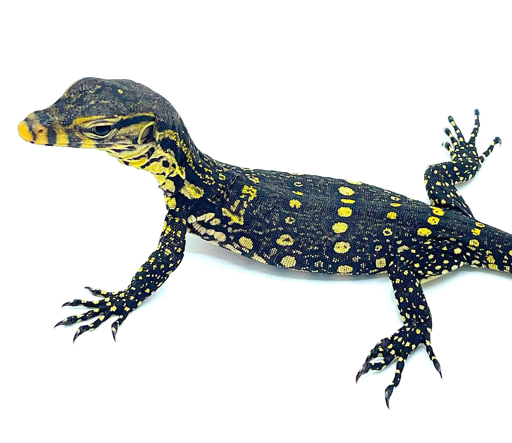 Asian Water Monitors (Varanus salvator) – Reptile Pets Direct