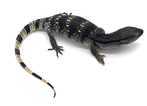 Cape Banded White Throat Monitor - Reptile Pets Direct
