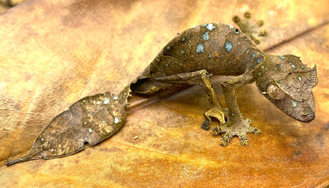Geckos