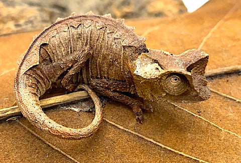 Madagascar