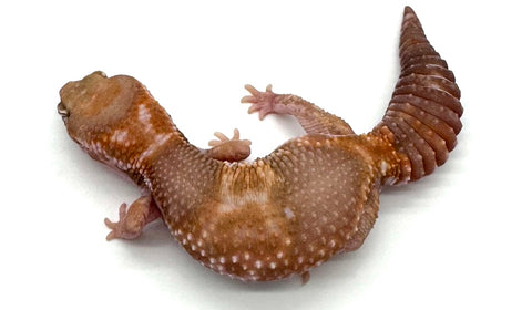 Tangerine Albino Fat Tail Gecko Adult Female (FTG4)