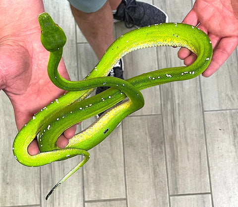 Aru Green Tree Python Male (AGTP205) - Reptile Pets Direct