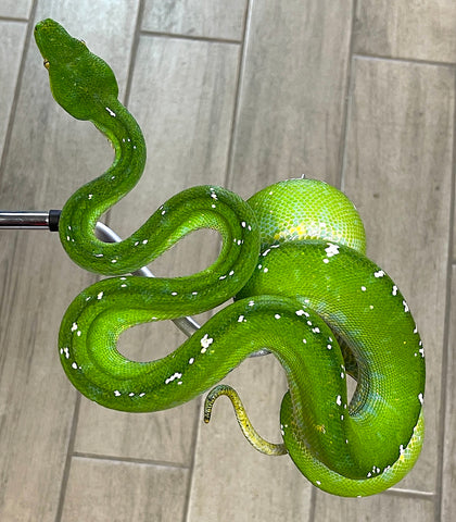 Aru Green Tree Python Female (AGTPF302)
