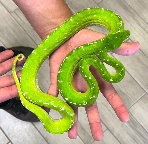 Exceptional High white with orange speckling Green Tree Python Female (AGTPF39) - Reptile Pets Direct
