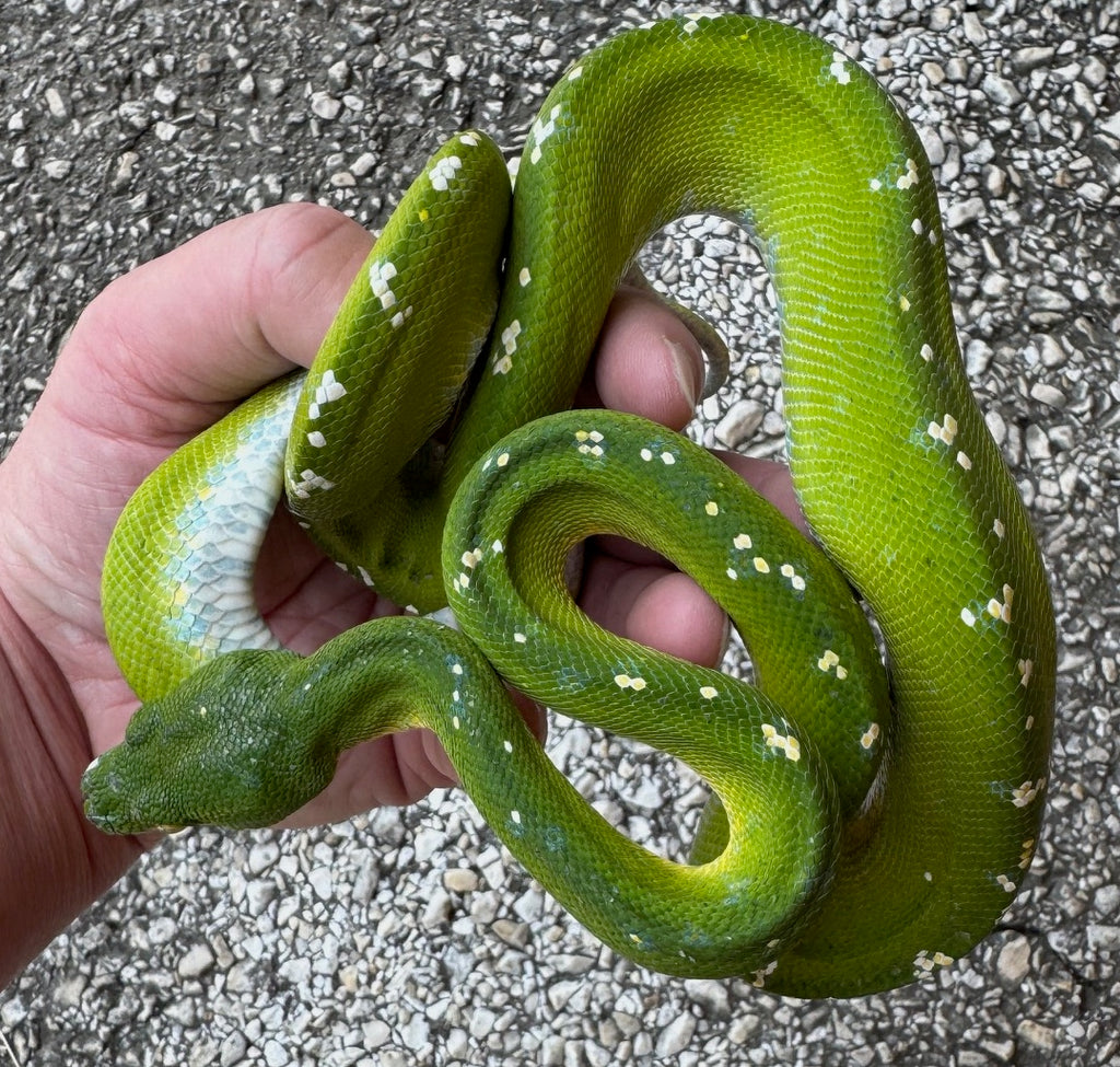 Aru Green Tree Python Female (AGTPF4) – Reptile Pets Direct