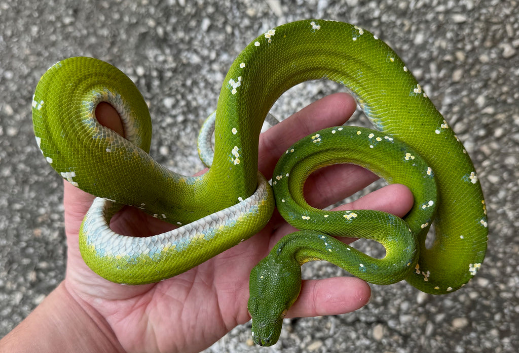 Aru Green Tree Python Female (AGTPF4) – Reptile Pets Direct