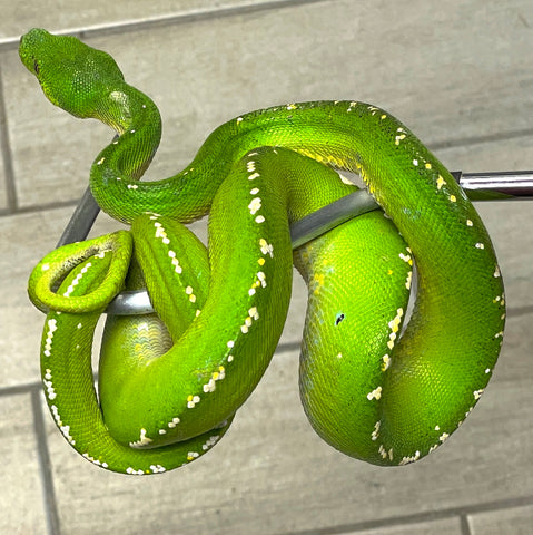 Aru Green Tree Python Male (AGTPM35) - Reptile Pets Direct