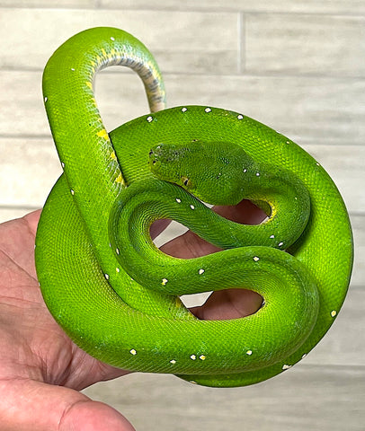 Aru Green Tree Python Male (AGTPM37) - Reptile Pets Direct